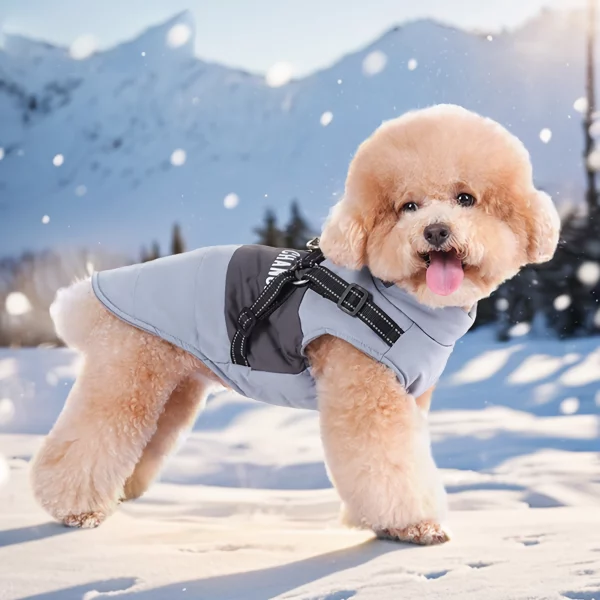 Voici l'essentiel d'hiver parfait pour votre ami à quatre pattes : notre veste d'hiver imperméable pour chien avec harnais réfléchissant.