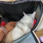 Sac de Transport pour Chat, Chien, Rongeur - Voyage en Toute Sécurité